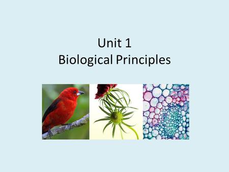 Unit 1 Biological Principles. What is Biology? Bio= Life ology= Study of Divisions of Biology Botany: Study of Plants Zoology: Study of Animals Microbiology: