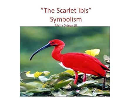 “The Scarlet Ibis” Symbolism Maria Ortega 1B. “The last graveyard flowers were blooming, and their smell drifted through every room of our house, speaking.