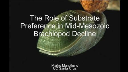 The Role of Substrate Preference in Mid-Mesozoic Brachiopod Decline