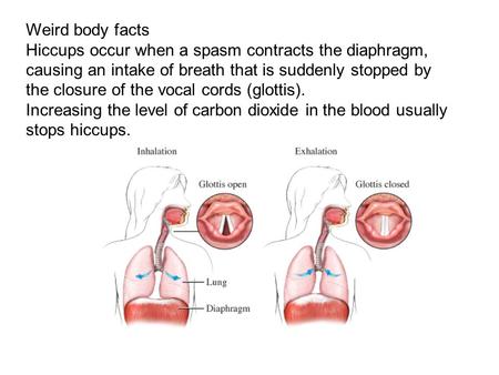 Weird body facts Hiccups occur when a spasm contracts the diaphragm, causing an intake of breath that is suddenly stopped by the closure of the vocal cords.