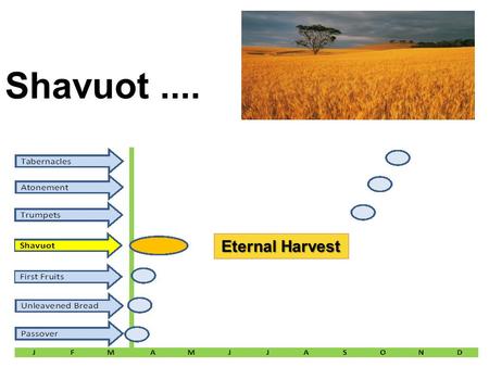 Shavuot.... Eternal Harvest. Feast # 4 Name: Shavuot (latter first fruits) MEANING: t Leviticus 23: 9, 15-21 The beginning of the grain harvest was marked.