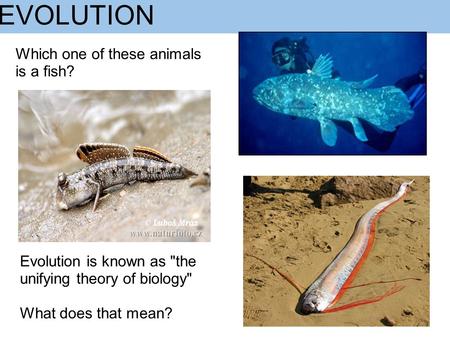 EVOLUTION Which one of these animals is a fish? Evolution is known as the unifying theory of biology What does that mean?