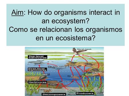 Aim: How do organisms interact in an ecosystem? Como se relacionan los organismos en un ecosistema?