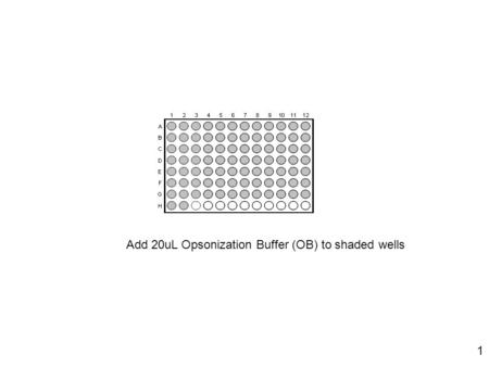 Add 20uL Opsonization Buffer (OB) to shaded wells 1.