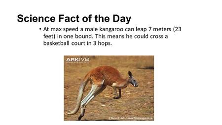 Science Fact of the Day At max speed a male kangaroo can leap 7 meters (23 feet) in one bound. This means he could cross a basketball court in 3 hops.