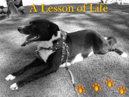 A Lesson of Life. Lives are Finite Being a veterinarian, I had been called to examine a ten-year-old Irish Wolfhound named Belker. The dog's owners, Ron,