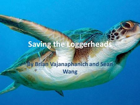 Saving the Loggerheads By Brian Vajanaphanich and Sean Wang.