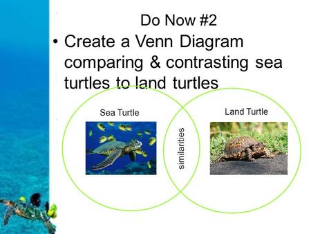 Do Now #2 Create a Venn Diagram comparing & contrasting sea turtles to land turtles Sea Turtle Land Turtle similarities.