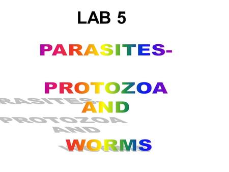 LAB 5. Giardia lamblia Entamoeba histolytica Enterobius vermicularis Ascaris lumbricoides Taenia saginata and Taenia solium.