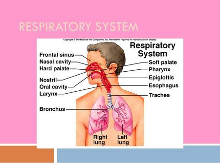 RESPIRATORY SYSTEM. Functions  Gas exchange  Filters air  Warms air  Humidifies air  Speech/sound  Olfaction.