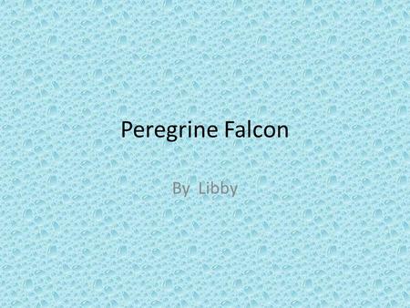 Peregrine Falcon By Libby. Quick Facts Wingspan 74-120cm Tail length 13-19cm Body length 34-58cm female weight 0.9-1.5kg Male weight 0.4-0.8kg.