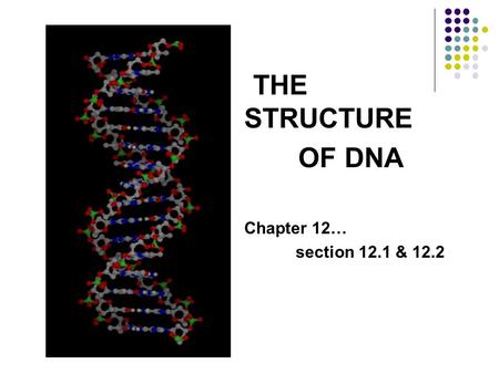 THE STRUCTURE OF DNA Chapter 12… section 12.1 & 12.2.