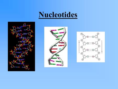 Nucleotides. There are five different nitrogenous bases that occur in DNA. These are – adenine(A), cytosine(C), guanine(G), thymine(T) and uracil. Uracil.