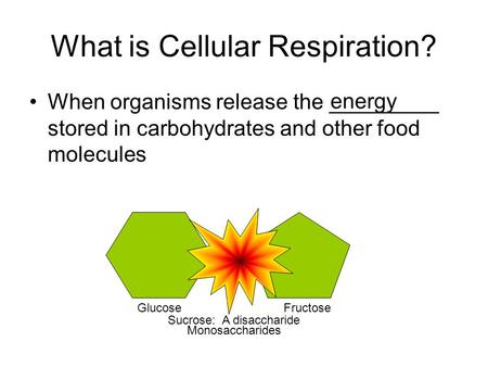 What is Cellular Respiration? When organisms release the _________ stored in carbohydrates and other food molecules energy Sucrose: A disaccharide GlucoseFructose.