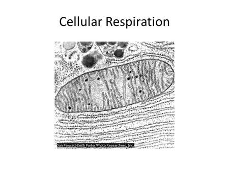 Cellular Respiration. Introduction To perform their many tasks, cells require energy from outside sources. In most ecosystems, energy enters as sunlight.