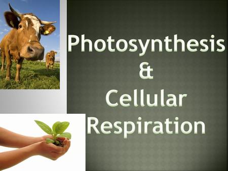  Glucose  2 ATP’s  Glycolysis  Kreb’s cycle  Electron Transport Chain.