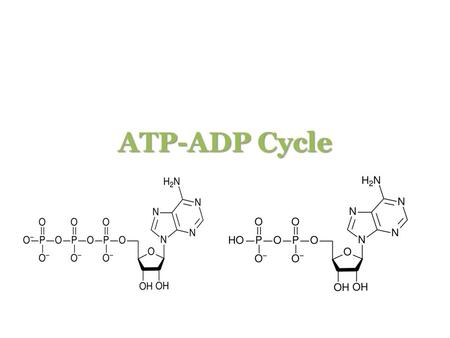 ATP-ADP Cycle.