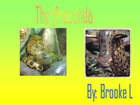 If you went to the wiled how would you know if you saw an anaconda? Easy! Anacondas are either green like an olive or yellow as a rotten banana peel.