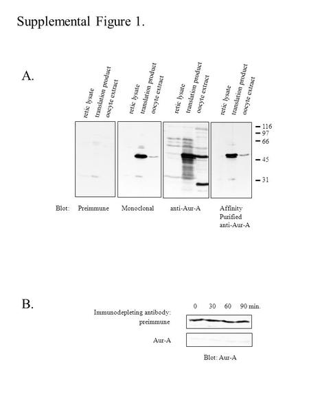 PreimmuneMonoclonalanti-Aur-AAffinity Purified anti-Aur-A 116 97 66 45 31 Blot: retic lysate translation product oocyte extract retic lysate translation.