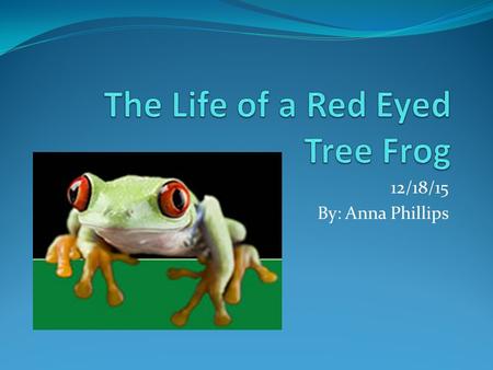 12/18/15 By: Anna Phillips. The Introduction of a Red Eyed Tree Frog Did you know that this frog is as small as a tea cup? The red eyed tree frog is green.