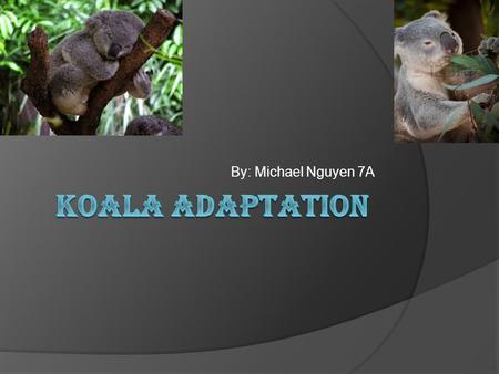 By: Michael Nguyen 7A. What group are koalas in?  Kingdom: Animalia  Phylum: Chordata  Class: Mammalia  Order: Diprotodontia  Family: Phascolarctidae.