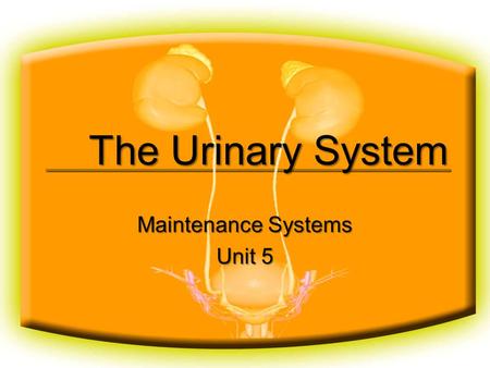 The Urinary System Maintenance Systems Unit 5. Basic Functions of the Urinary System Regulates the composition and volume of the bloodRegulates the composition.