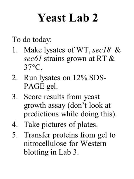 Yeast Lab 2 To do today: 1.Make lysates of WT, sec18 & sec61 strains grown at RT & 37°C. 2.Run lysates on 12% SDS- PAGE gel. 3.Score results from yeast.