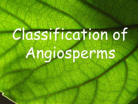 Classification of Angiosperms Cotyledon: A plant’s first leaf/leaves developing out of the seed. Cotyledon.