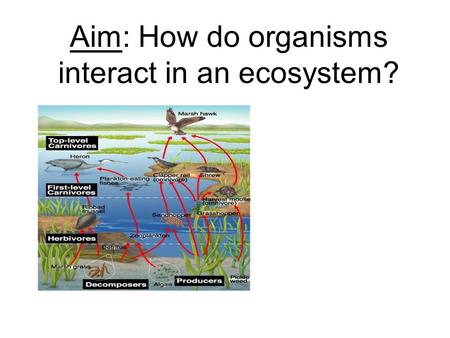 Aim: How do organisms interact in an ecosystem? Why do organisms need to eat? To get ENERGY!! Cell Respiration: C 6 H 12 O 6 + O 2 ATP + CO 2 + H 2 O.