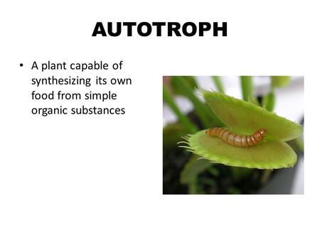 AUTOTROPH A plant capable of synthesizing its own food from simple organic substances.