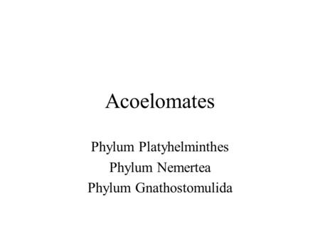 Acoelomates Phylum Platyhelminthes Phylum Nemertea Phylum Gnathostomulida.