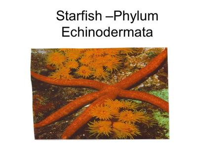 Starfish –Phylum Echinodermata. Starfish Dissection shell Aboral surfaceOral surface Madreporite is opening of the water vascular system Mouth Tube feet.