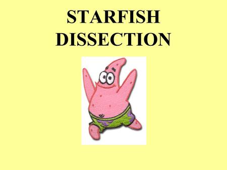 STARFISH DISSECTION. STARFISH LATIN meaning KINGDOM _____________ PHYLUM _____________________________ CLASS _______________________________ ANIMALIA.