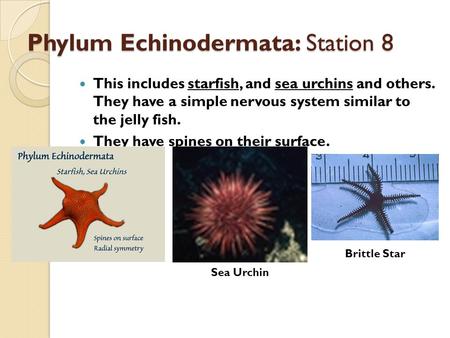 Phylum Echinodermata: Station 8 This includes starfish, and sea urchins and others. They have a simple nervous system similar to the jelly fish. They.