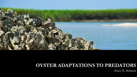 Avery E. Scherer OYSTER ADAPTATIONS TO PREDATORS.