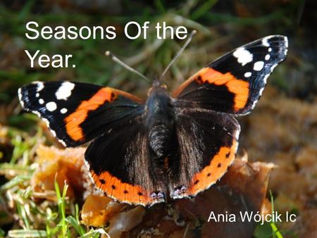 Pory Roku. Ania Wojcik Ic Seasons Of the Year. Ania Wójcik Ic.