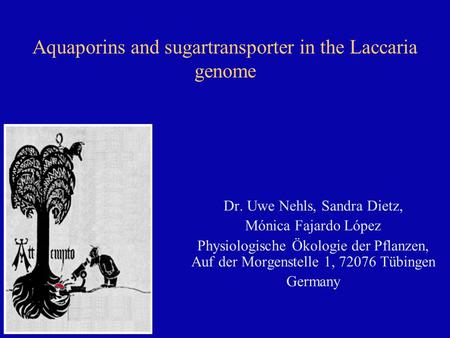 Aquaporins and sugartransporter in the Laccaria genome Dr. Uwe Nehls, Sandra Dietz, Mónica Fajardo López Physiologische Ökologie der Pflanzen, Auf der.