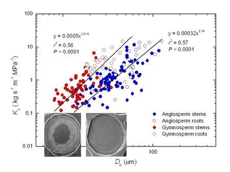 Abiess Calocedrus decurrens Pittermann et al.(2010)