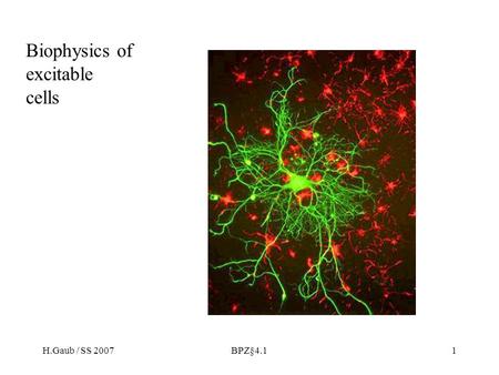 H.Gaub / SS 2007BPZ§4.11 Biophysics of excitable cells.