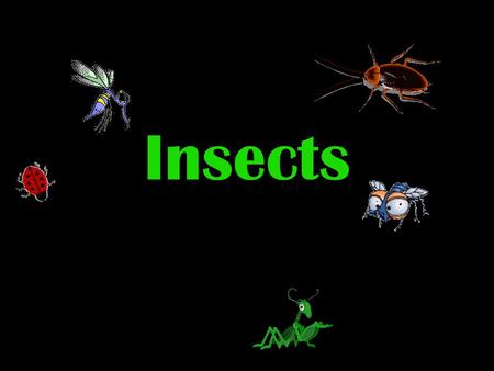 Insects.