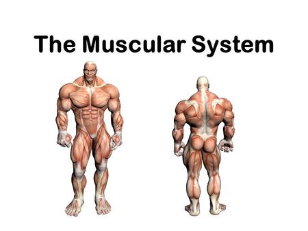 The Muscular System.