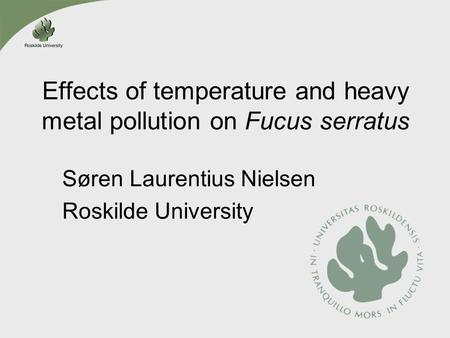 Effects of temperature and heavy metal pollution on Fucus serratus Søren Laurentius Nielsen Roskilde University.