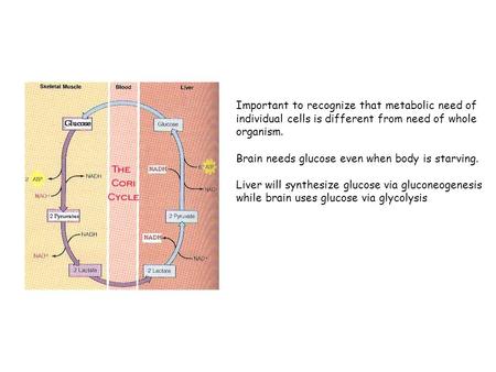 Important to recognize that metabolic need of individual cells is different from need of whole organism. Brain needs glucose even when body is starving.