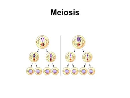 Meiosis.