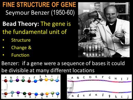 FINE STRUCTURE OF GENE Seymour Benzer ( )