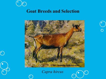 Goat Breeds and Selection