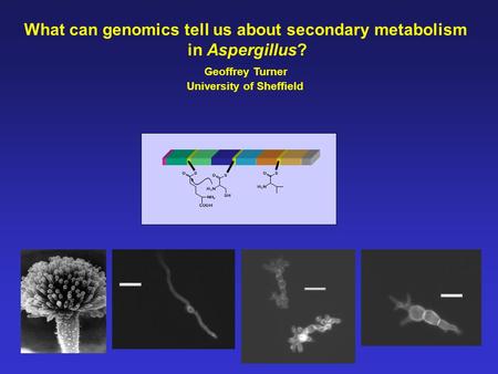 What can genomics tell us about secondary metabolism in Aspergillus? Geoffrey Turner University of Sheffield.