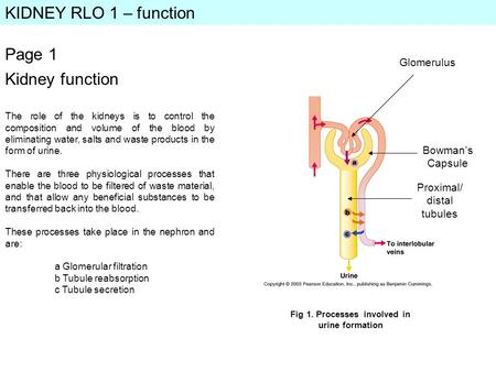 Fig 1. Processes involved in urine formation