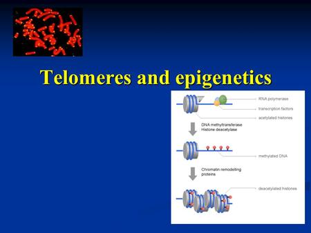 Telomeres and epigenetics