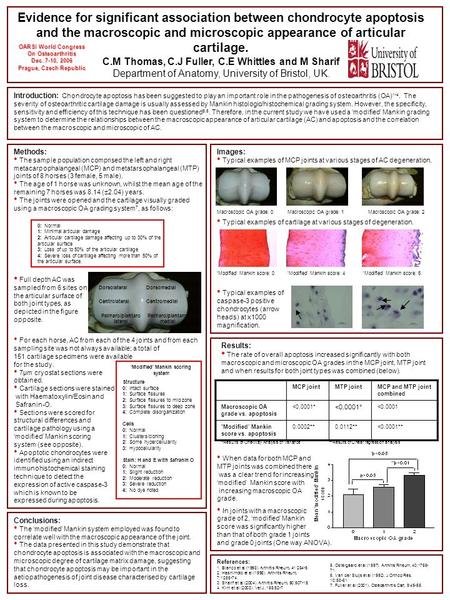 Evidence for significant association between chondrocyte apoptosis and the macroscopic and microscopic appearance of articular cartilage. C.M Thomas, C.J.